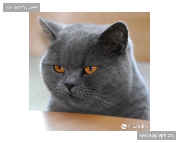 袁心玥家的猫都比我家主子住得豪华